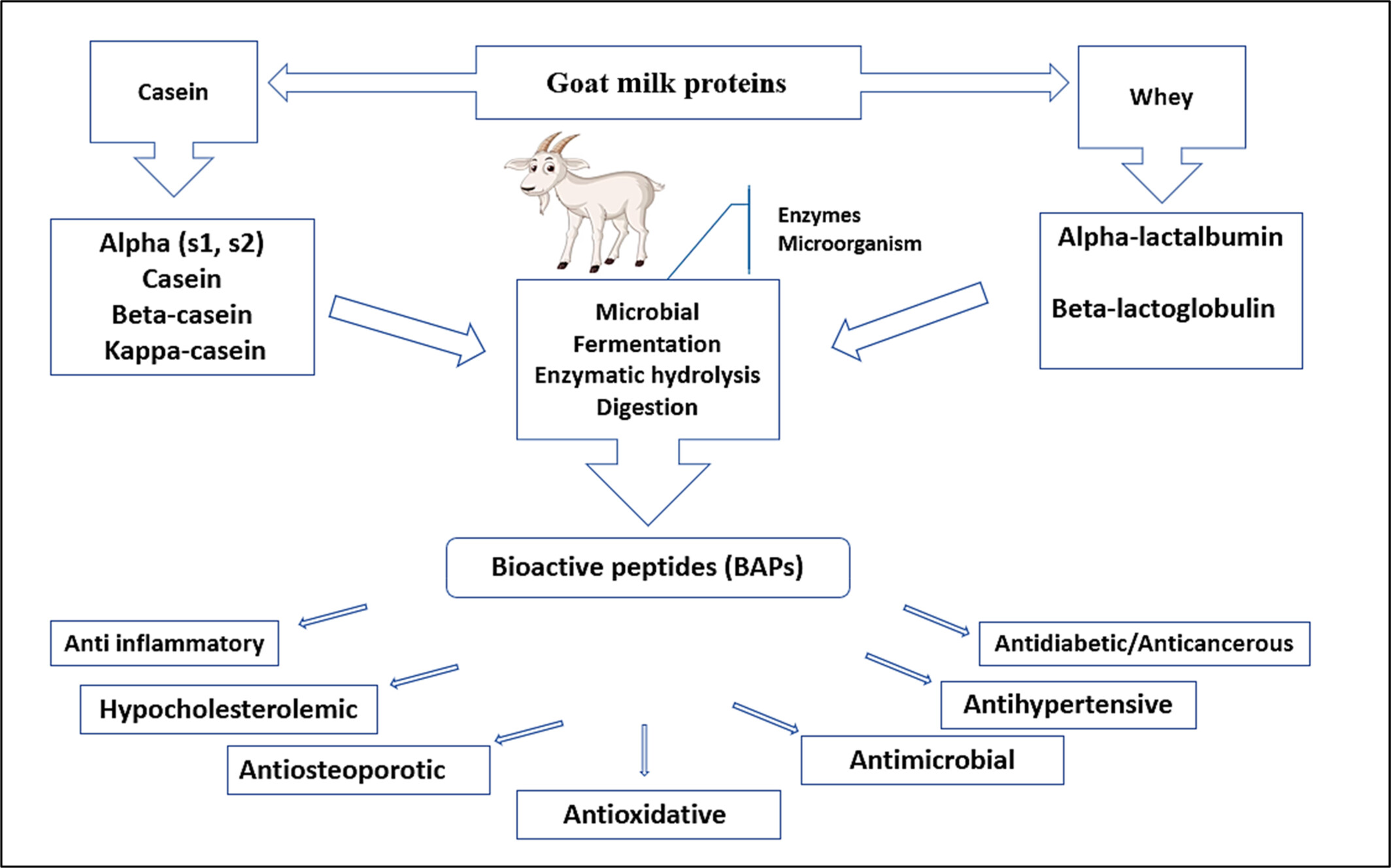 Exploring the health benefits and functional properties of goat milk proteins