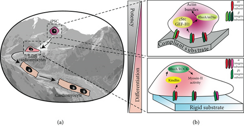 Details are in the caption following the image Details are in the caption following the image