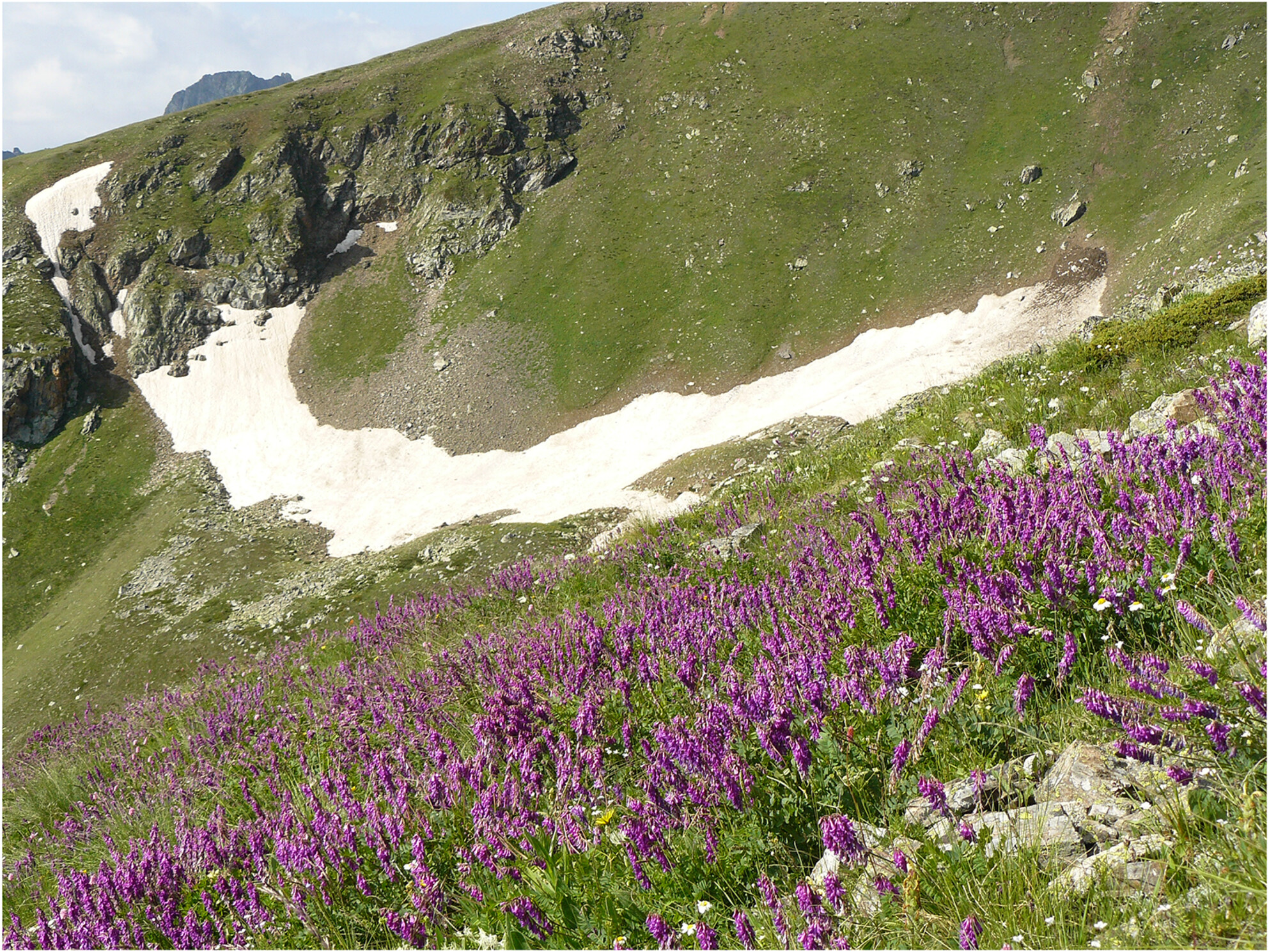 CSR Strategies Are Associated With Elemental Leaf Chemistry in Alpine Plants