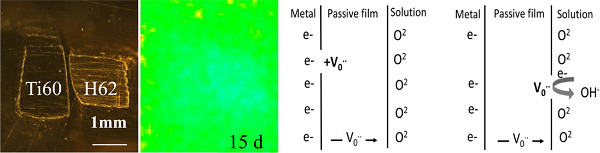 Effect of passive film on the galvanic corrosion of titanium alloy Ti60 coupled to copper alloy H62