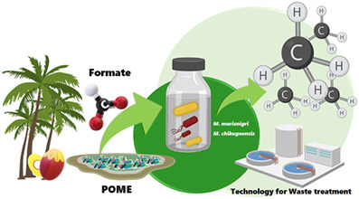 Identification and cultivation of hydrogenotrophic methanogens from palm oil mill effluent for high methane production