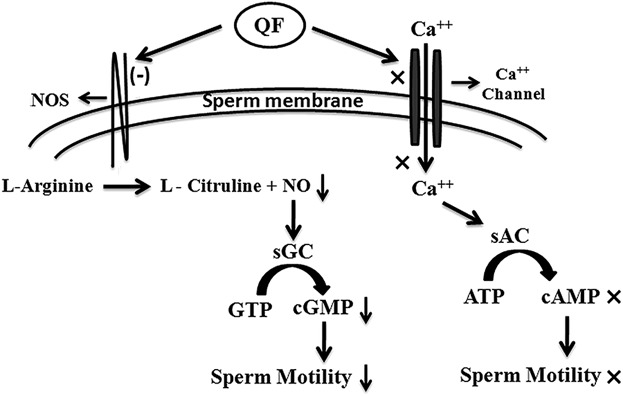 A novel epididymal quiescence factor inhibits sperm motility by modulating NOS activity and intracellular NO-cGMP pathway