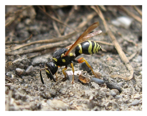 Details are in the caption following the image