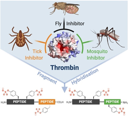 Potent Trivalent Inhibitors of Thrombin through Hybridization of Salivary Sulfopeptides from Hematophagous Arthropods