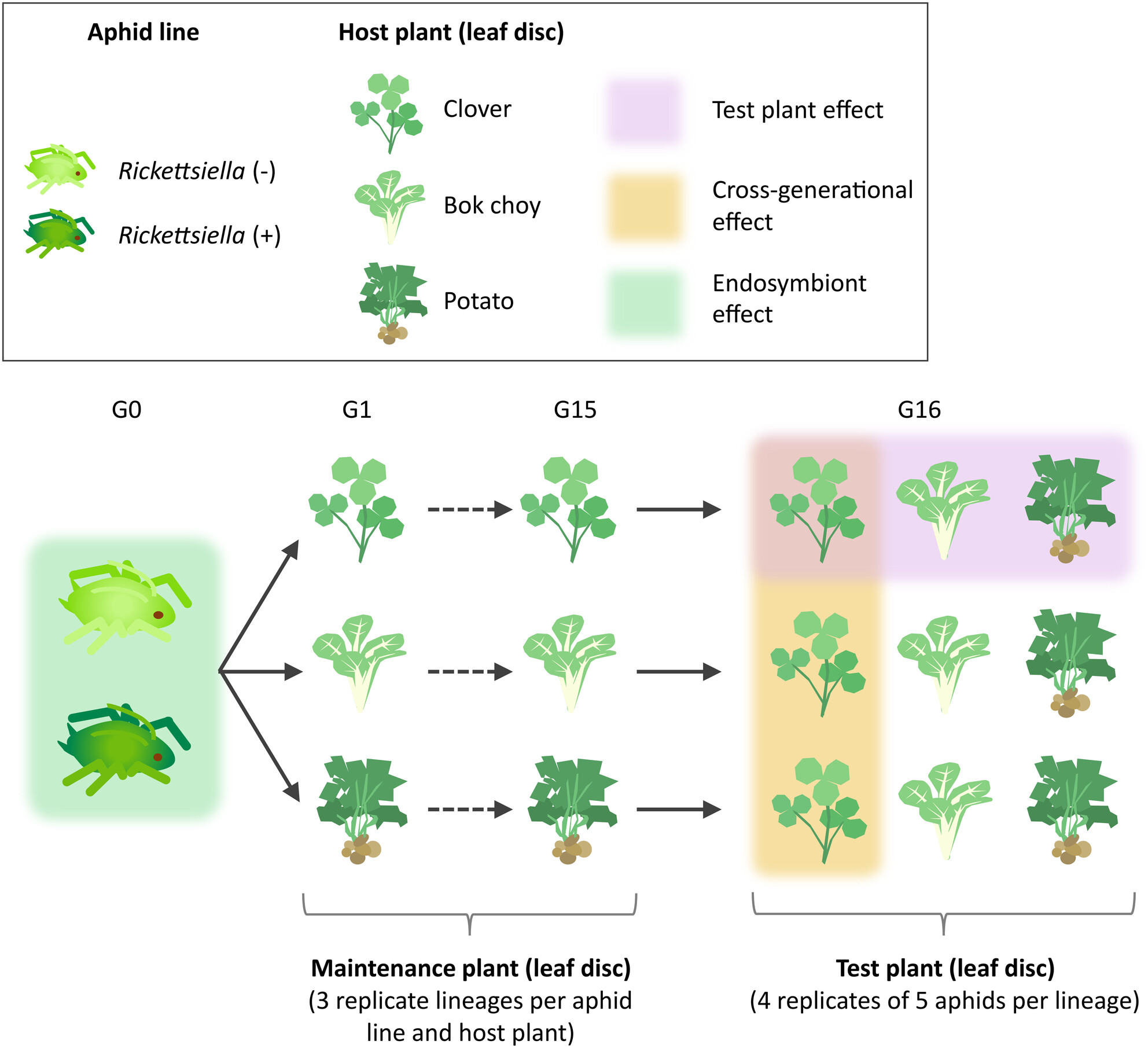 Within-generational but not cross-generational effects of host plant on Myzus persicae performance and preferences