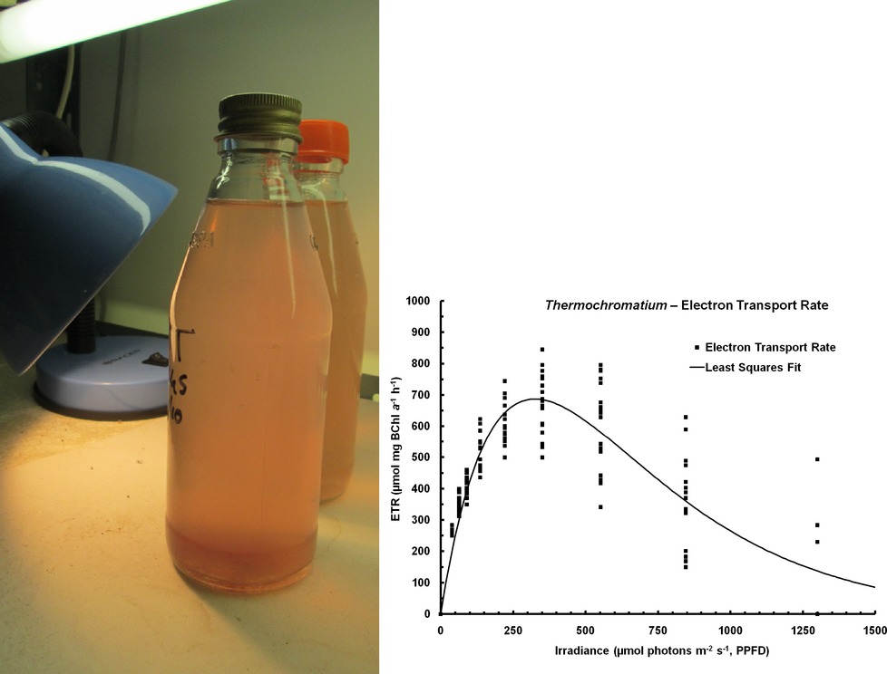 Measurement of Photosynthesis Using PAM Technology in a Purple Sulfur Bacterium Thermochromatium tepidum (Chromatiaceae)