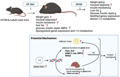 Micronutrients in High-Fat Diet Modify Insulin Resistance and Its Regulatory Genes in Adult Male Mice