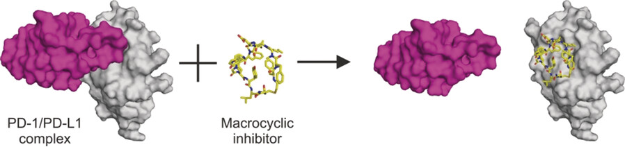 Bioactive Macrocyclic Inhibitors of the PD-1/PD-L1 Immune Checkpoint
