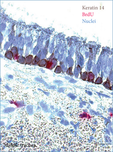 Details are in the caption following the image
