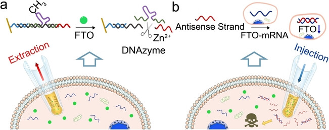 An Integrated Dual-Functional Nanotool Capable of Studying Single-Cell Epigenetics and Programmable Gene Regulation