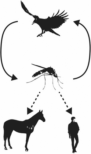 Details are in the caption following the image