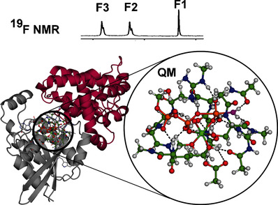 19F NMR and DFT Analysis Reveal Structural and Electronic Transition State Features for RhoA-Catalyzed GTP Hydrolysis