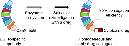 Enzymatic Prenylation and Oxime Ligation for the Synthesis of Stable and Homogeneous Protein–Drug Conjugates for Targeted Therapy