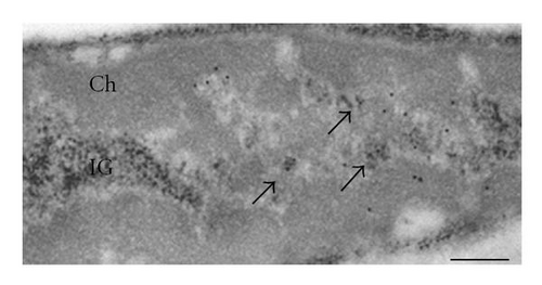 Details are in the caption following the image