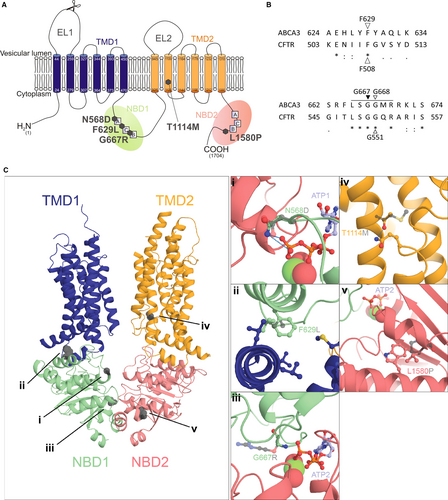 Details are in the caption following the image Details are in the caption following the image