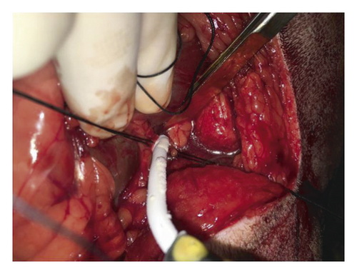 Details are in the caption following the image Details are in the caption following the image