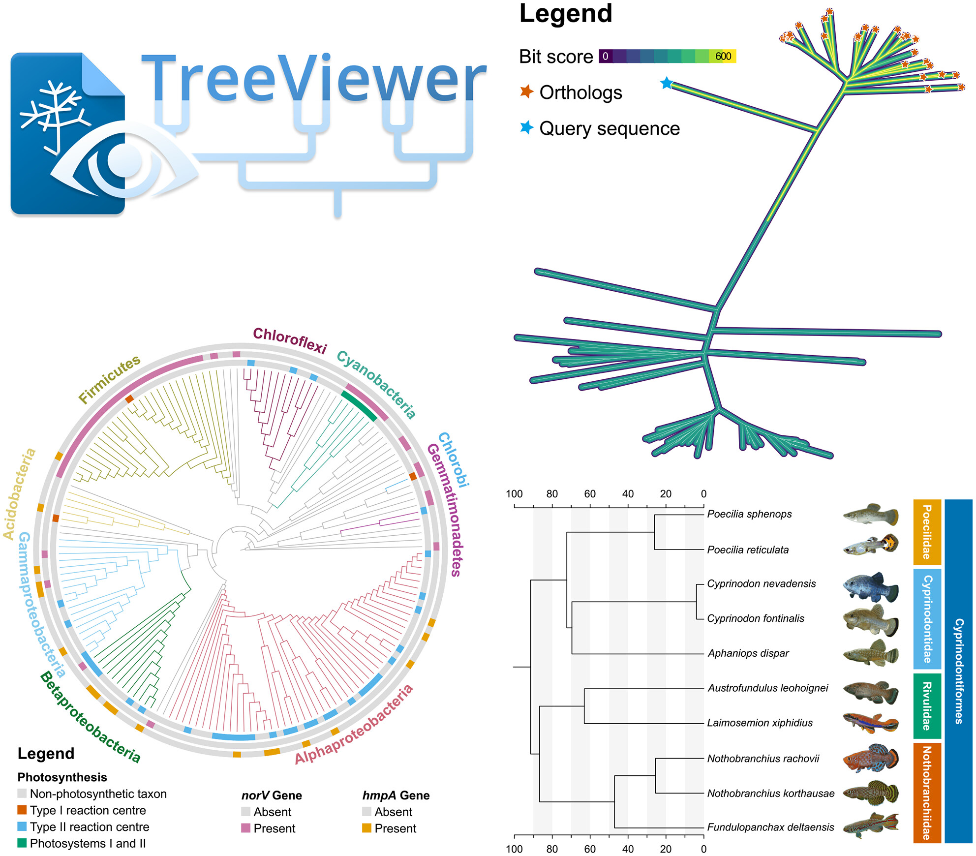 TreeViewer: Flexible, modular software to visualise and manipulate phylogenetic trees