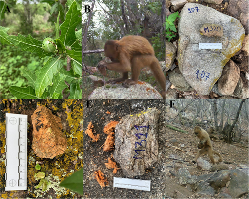 Details are in the caption following the image Details are in the caption following the image