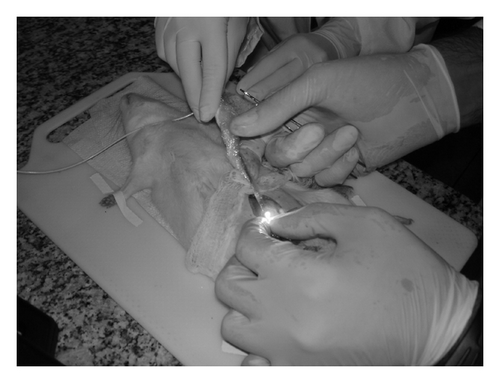 Details are in the caption following the image Details are in the caption following the image