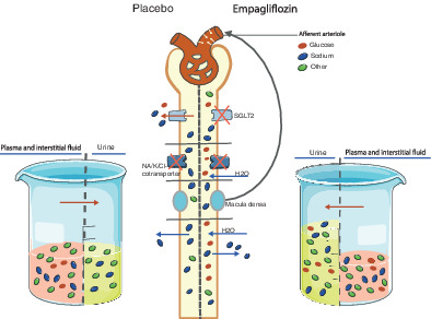 Effects of empagliflozin on renal sodium and glucose handling in patients with acute heart failure