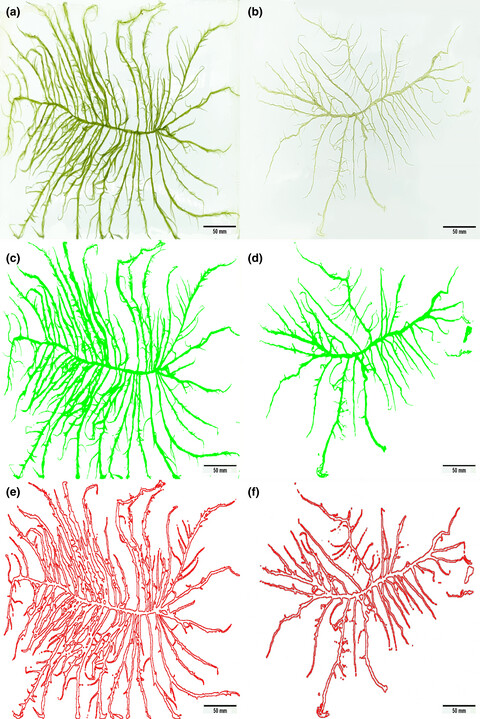 Physiological functional traits explain morphological variation of Ulva prolifera during the drifting of green tides