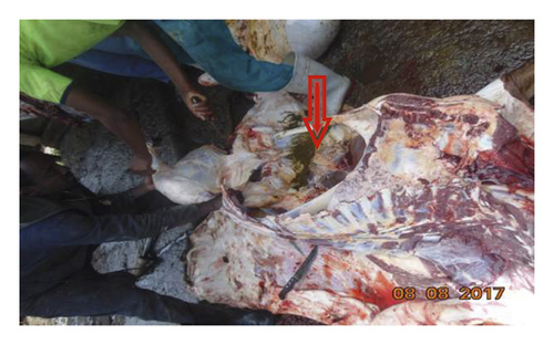 Details are in the caption following the image Details are in the caption following the image