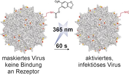 Precise Photoremovable Perturbation of a Virus–Host Interaction