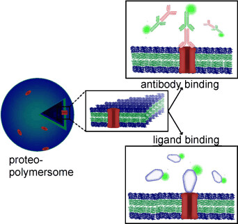 In Vitro Expressed GPCR Inserted in Polymersome Membranes for Ligand-Binding Studies