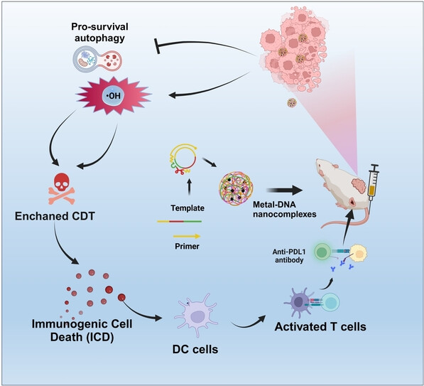 Metal-DNA Nanocomplexes Enhance Chemo-dynamic Therapy by Inhibiting Autophagy-Mediated Resistance