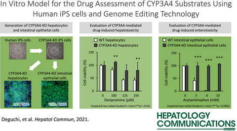 In Vitro Model for a Drug Assessment of Cytochrome P450 Family 3 Subfamily A Member 4 Substrates Using Human Induced Pluripotent Stem Cells and Genome Editing Technology