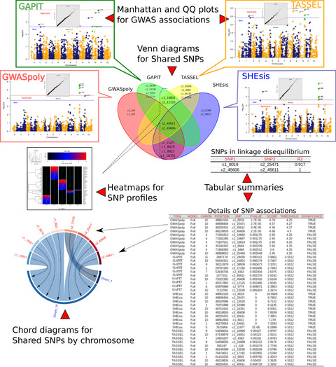 MultiGWAS: An integrative tool for Genome Wide Association Studies in tetraploid organisms