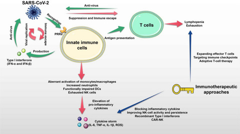 Cell-mediated immunity to SARS-CoV-2