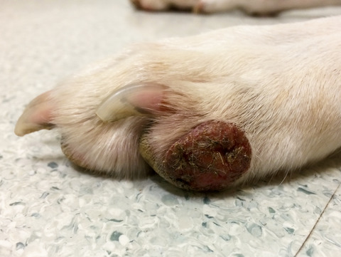 Canine eosinophilic granuloma of the digits treated with prednisolone and chlorambucil