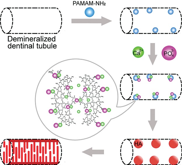 Remineralization of Demineralized Dentin Induced by Amine-Terminated PAMAM Dendrimer