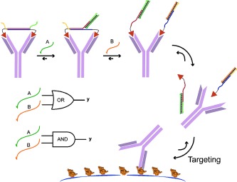 Antibody Activation using DNA-Based Logic Gates
