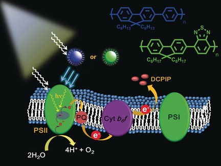 Conjugated Polymer Nanoparticles to Augment Photosynthesis of Chloroplasts