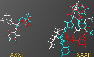 Contrasting conformational behaviors of molecules XXXI and XXXII in the seventh blind test of crystal structure prediction
