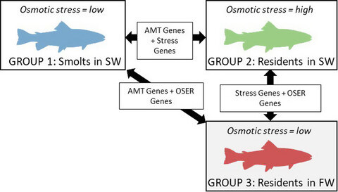 Alternative migratory tactics in brown trout (Salmo trutta) are underpinned by divergent regulation of metabolic but not neurological genes