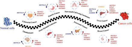 N6-methyladenosine Steers RNA Metabolism and Regulation in Cancer