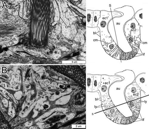Details are in the caption following the image