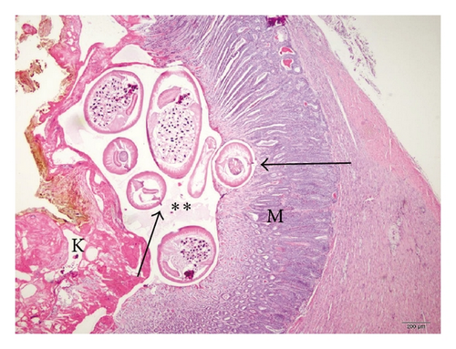 Details are in the caption following the image