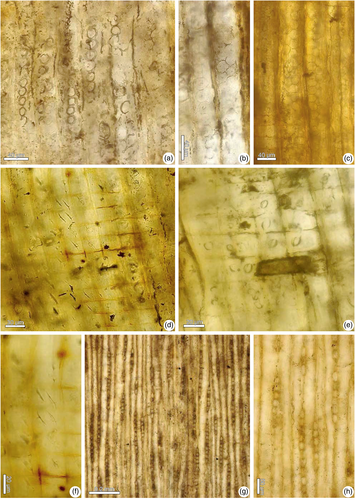 Details are in the caption following the image Details are in the caption following the image