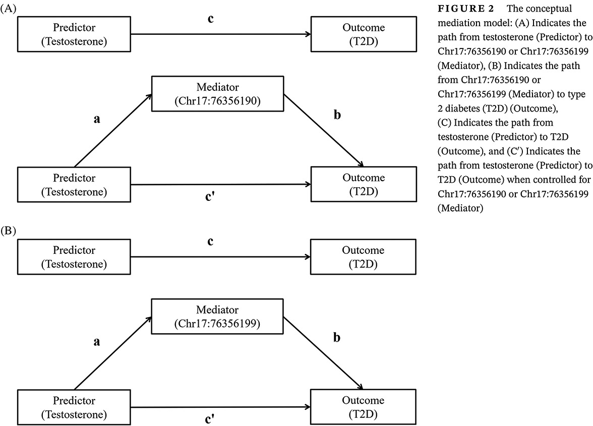 The mediation role of SOCS3 methylation in the effect of serum testosterone on type 2 diabetes SOCS3甲基化在血清睾酮对2型糖尿病作用中的调节作用