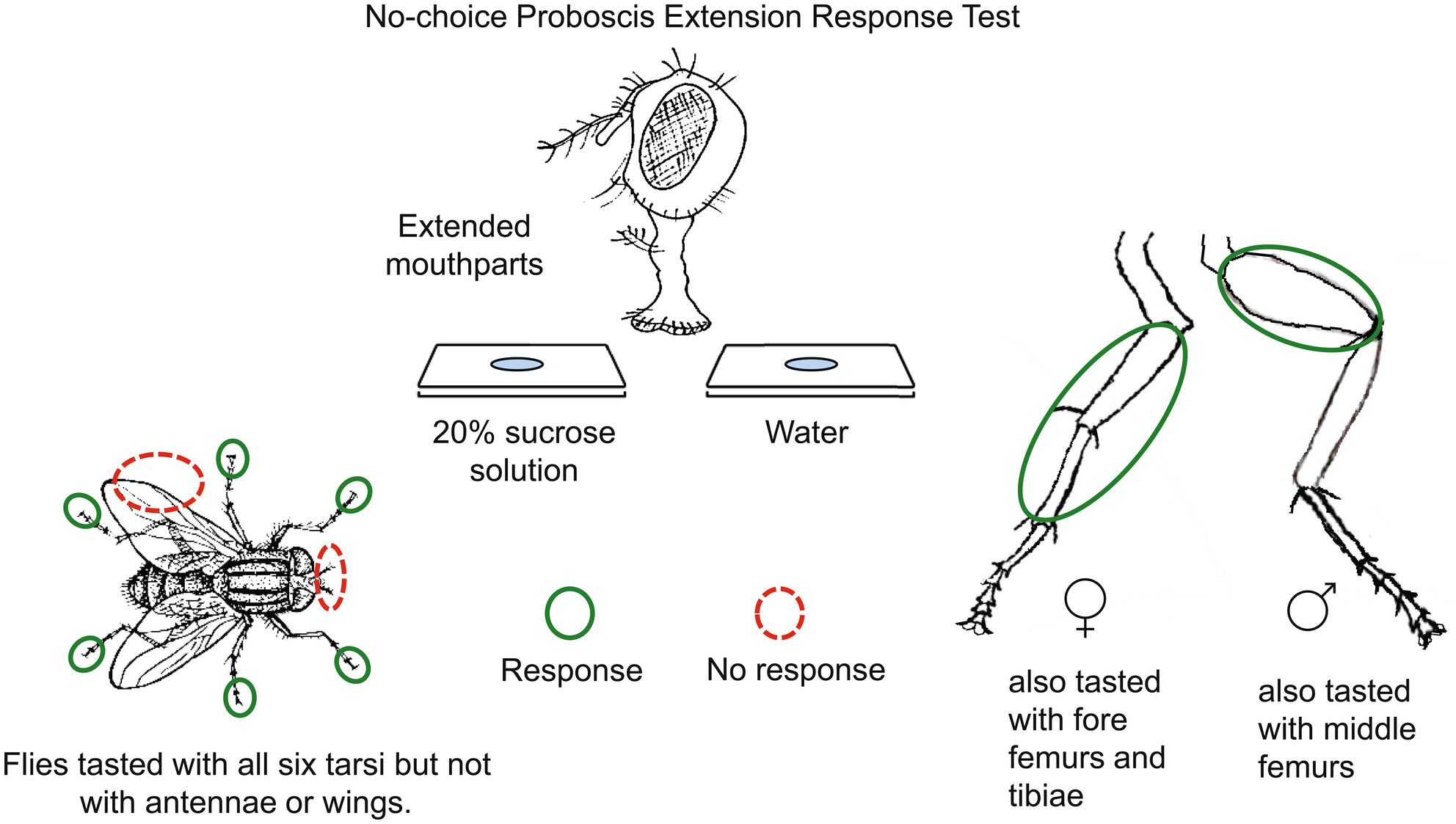 Response of various body parts of house flies, Musca domestica, to sucrose Issue ,