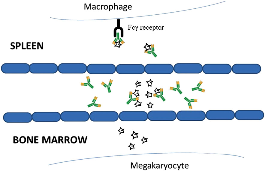 Perspectives of vitamin C upregulating regulatory T cells in the era of thrombopoietin receptor agonists for immune thrombocytopenia