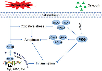 Osteocrin attenuates inflammation, oxidative stress, apoptosis, and cardiac dysfunction in doxorubicin-induced cardiotoxicity