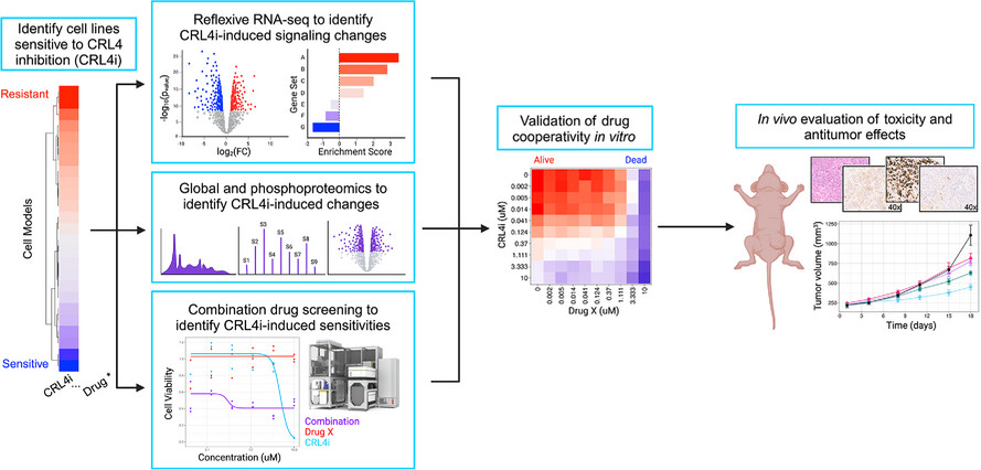 Functional genomics pipeline identifies CRL4 inhibition for the treatment of ovarian cancer