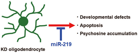 Reduction in miR-219 expression underlies cellular pathogenesis of oligodendrocytes in a mouse model of Krabbe disease