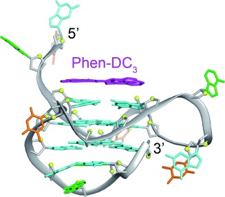 Solution Structure of a G-quadruplex Bound to the Bisquinolinium Compound Phen-DC3
