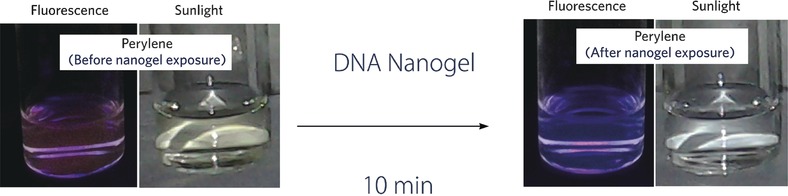 DNA Nanogels To Snare Carcinogens: A Bioinspired Generic Approach with High Efficiency